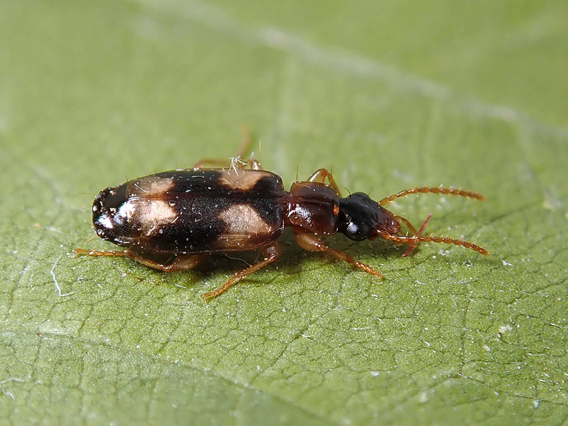 Carabidae: Philorhizus quadrisignatus